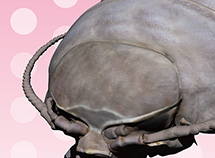 gusokuSMALLtop.jpg